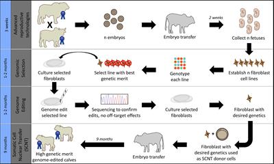 Comparison of Gene Editing Versus Conventional Breeding to Introgress the POLLED Allele Into the Tropically Adapted Australian Beef Cattle Population